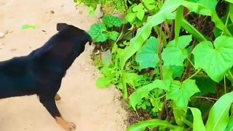 #Dog vs snake