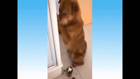 funny dog, one look says it all