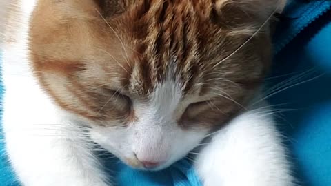 Kitty Falls Fast Asleep While Perched on Shoulder