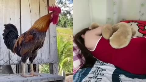 FUNNY Animals