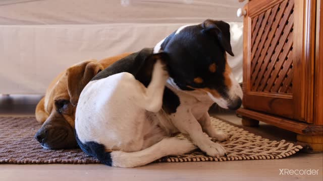 puppy at the climax of ear cleaning.