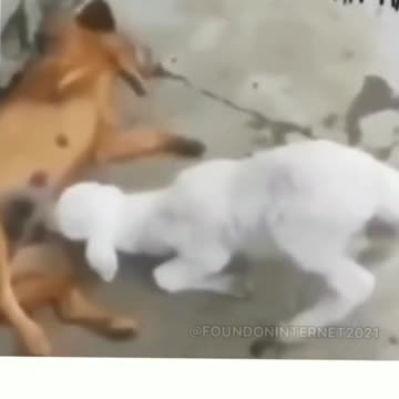 The baby gaot has some confusion | it's going to be knocked out.