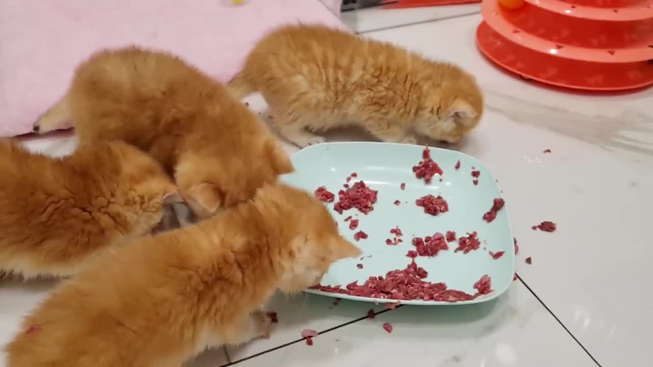 Kittens learn to eat from a plate | Like little pigs