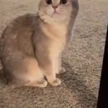 Meow Cuddled Super Cute Cat #shorts