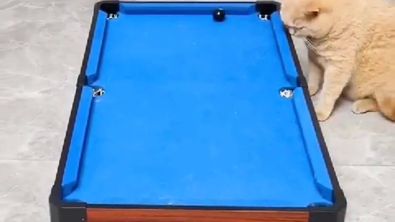 Cat play snooker