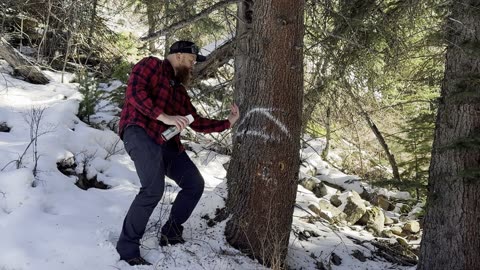 How to Cut Down a Tree with the Key Notch Method