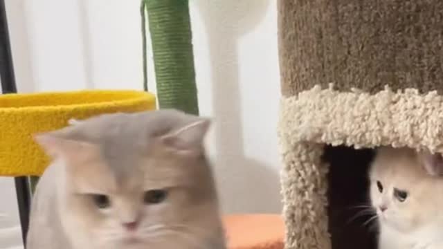 Cat cute