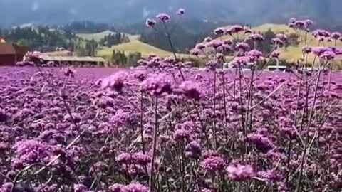 beautiful sea of flowers