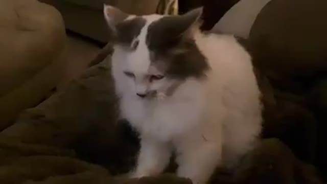 Just three minutes of pure cat love
