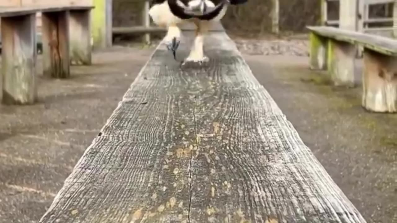 The way this spectacled owl runs
