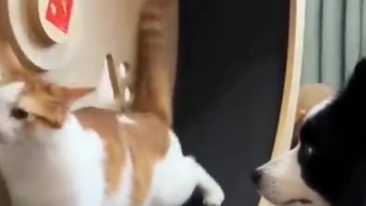 Cute cat doing some exercise 😌