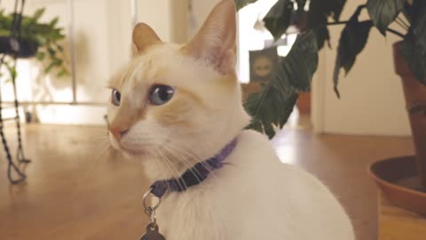 A white cat sits in front of a white wall