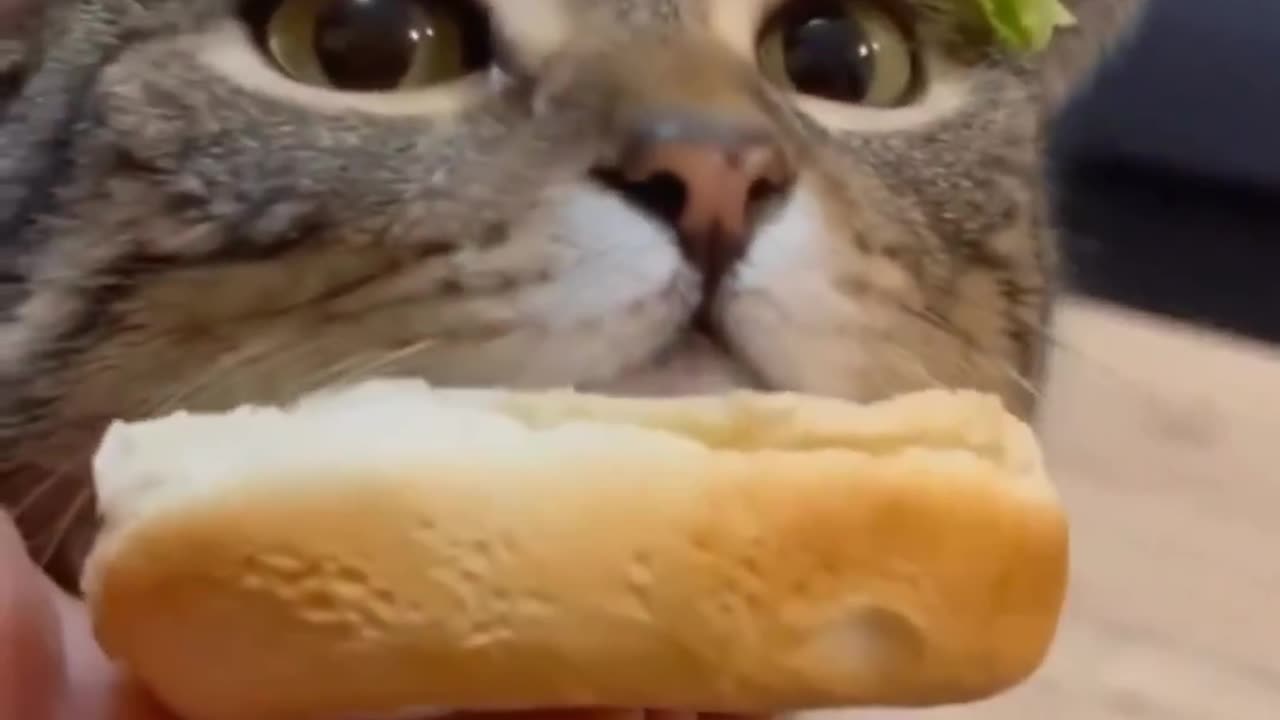 #cat