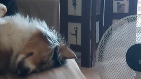 Australian Shepherd Cools Off Next to Fan