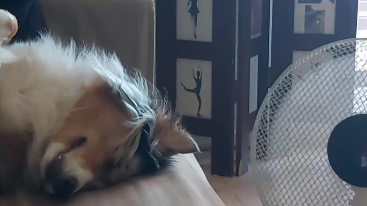 Australian Shepherd Cools Off Next to Fan