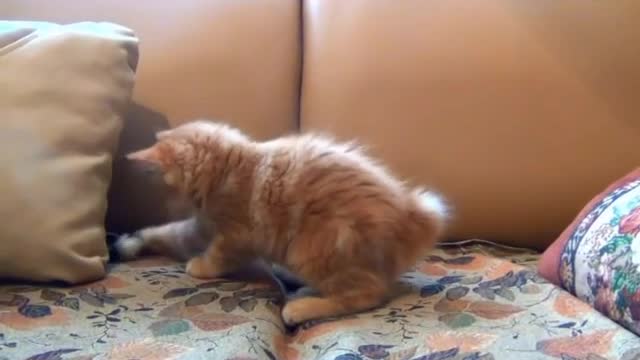 Cat funny dance video beautiful 🐱