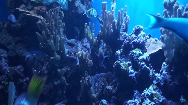 Relaxing at Maui Aquariam