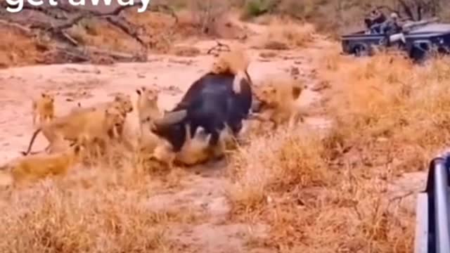 a pack of lions had bitten the buffalo .the buffalo's companions come to save it