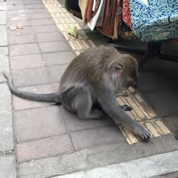 Monkey in Ubud Bali
