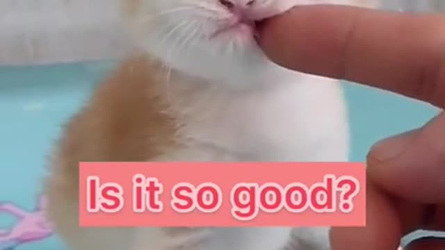 baby cat so lovely Funny Cat, Funniest Cats, Best Funny Cat Videos Of This Week #short 35