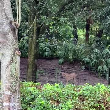 Cheetahs are awake at Disney Animal Kingdom