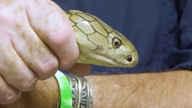 The King Cobra Vs the Gaboon Viper!😯😯