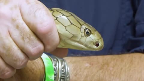 The King Cobra Vs the Gaboon Viper!😯😯