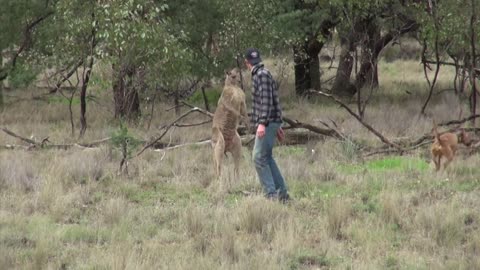 Kangaroos video