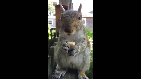 Peanuts are a very serious business