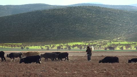 Cows and shepherd walking through the field