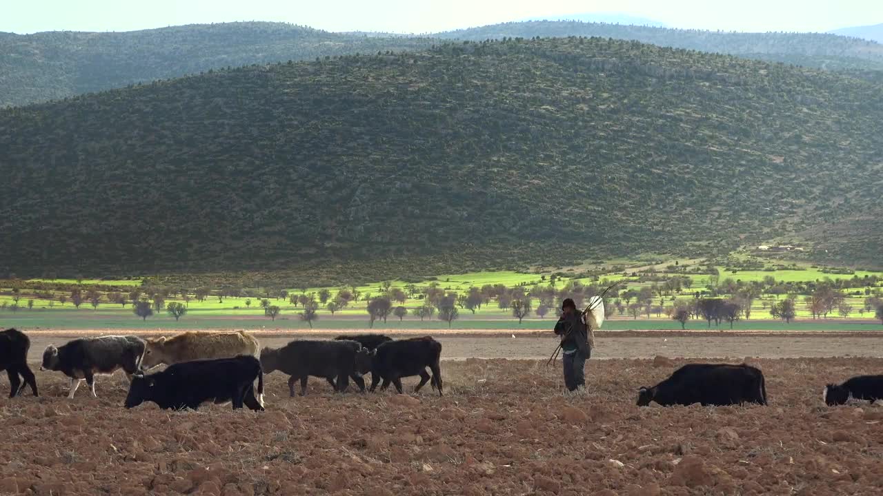 Cows and shepherd walking through the field