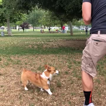 Corgi fake out
