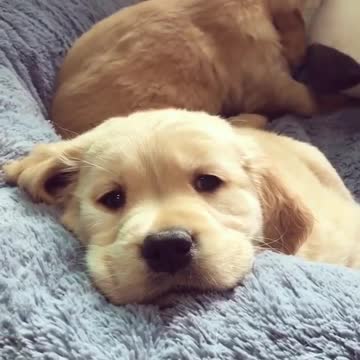 My puppies cute sid cute girl