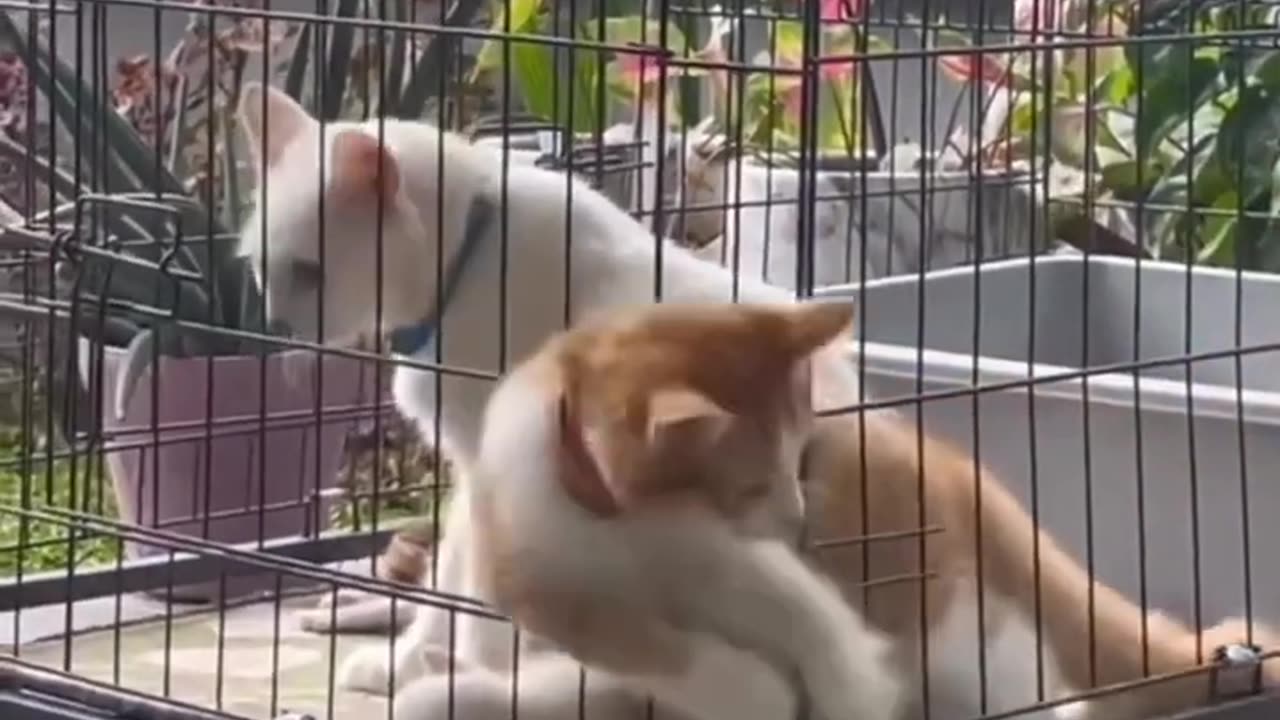 Funny Animal Videos