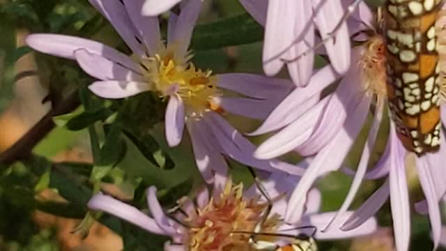 Strange bugs on asters