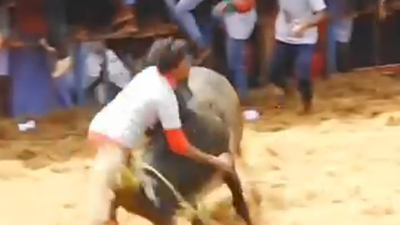 ஜல்லிக்கட்டு மஞ்சுவிரட்டு காளை