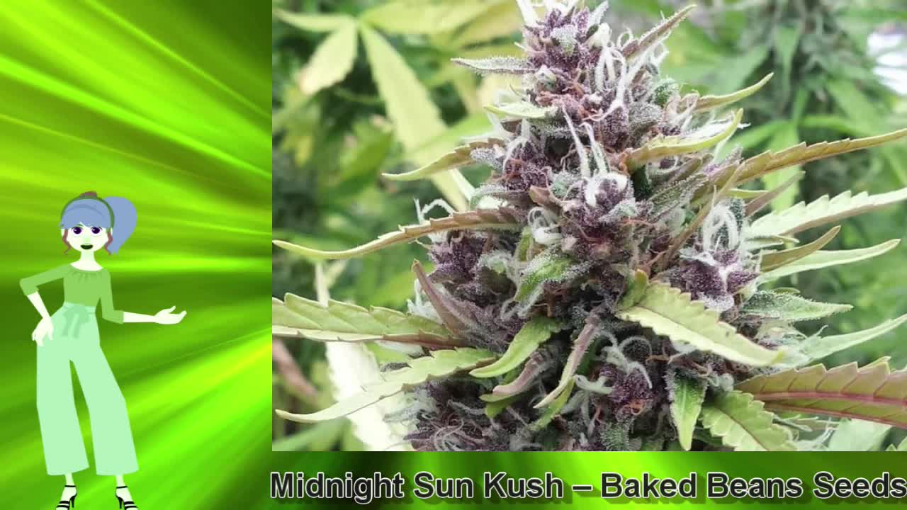 Midnight Sun Kush – Baked Beans Seeds