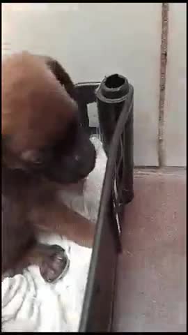 Cachorrinhos fofinhos Lembranças
