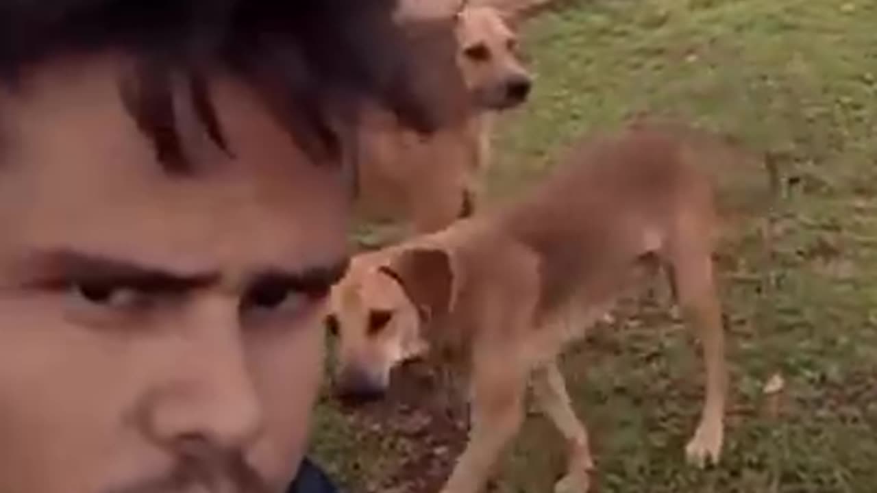 Animal funny video