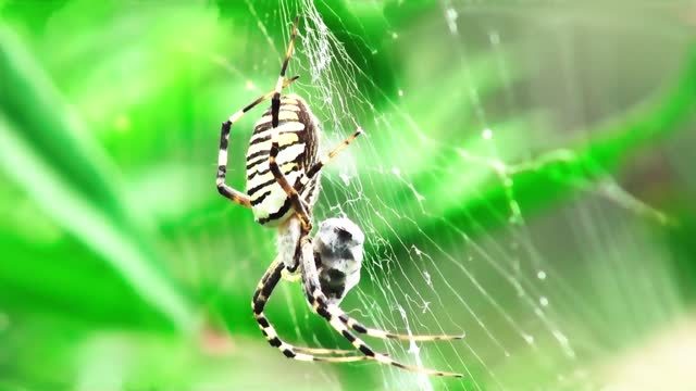 The most dangerous spider for human life