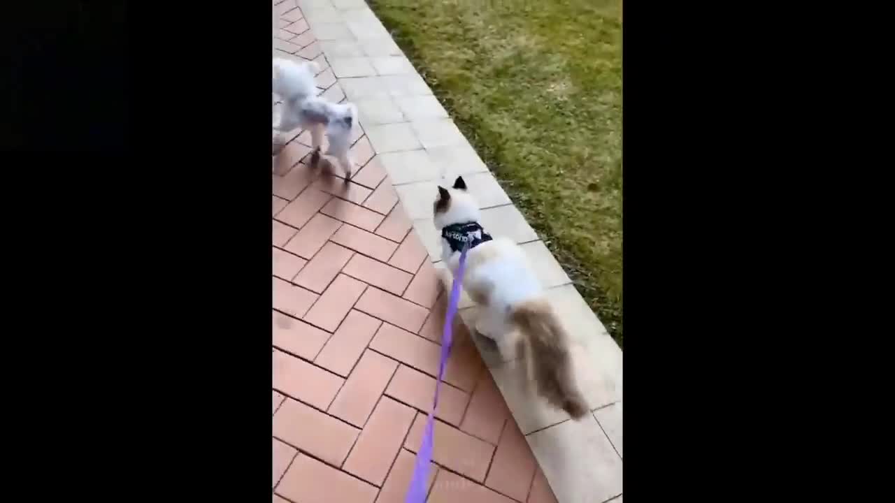 Cute and funny pets videos 😂