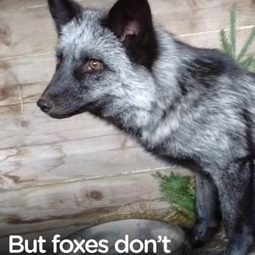 Little Fox Passed Around As Pet Has The Best Life Now