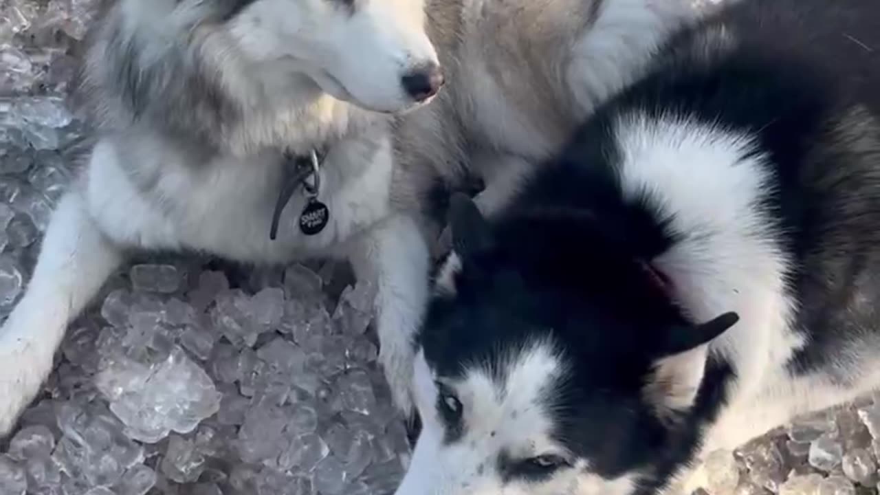 Celebrating A Hot Barkday With Lots Of Ice