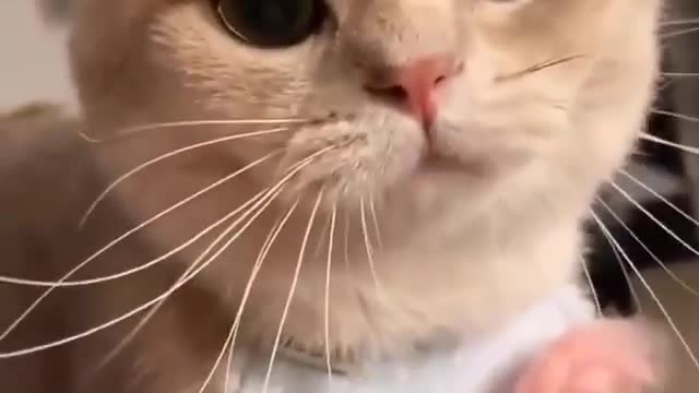 cute little cat