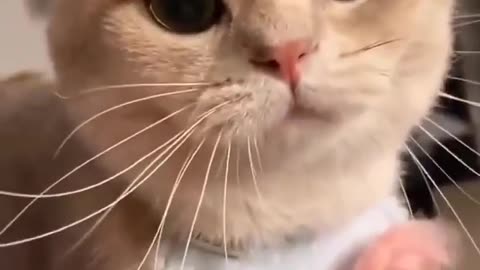 cute little cat