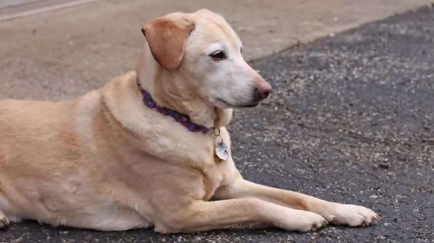 【Transition special effect video】A dog with glittering phantom. It has a distinctive collar