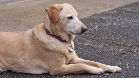 【Transition special effect video】A dog with glittering phantom. It has a distinctive collar