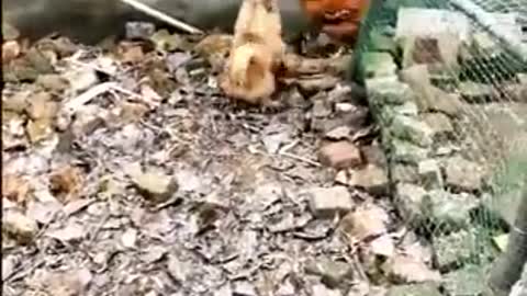 Dog vs. Chicken fight - Funny Dog fight videos