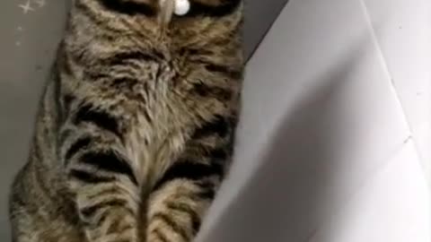 Cute Cats and Funny Animals Compilation 😹 Try Not To Laugh Challenge - Cute Cat