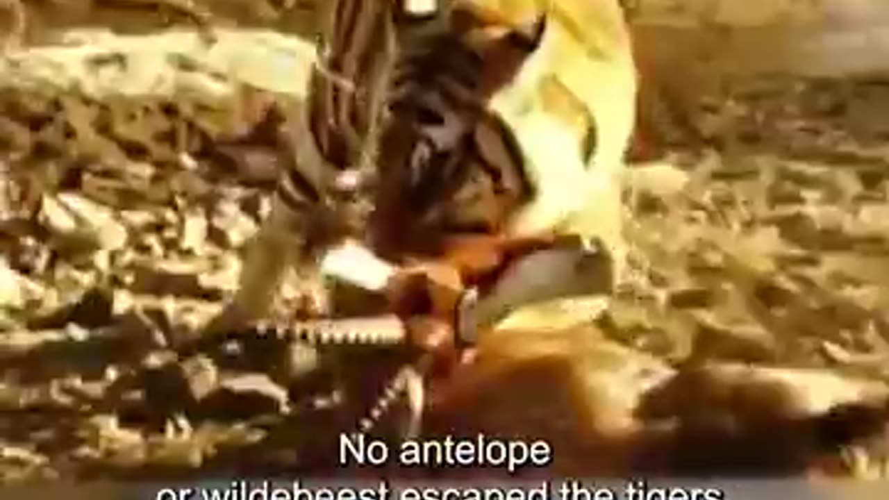 Wow Tiger's Truly Are The True Kings